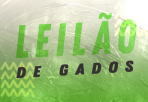Leilão de Gados - Paranavaí
